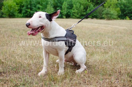 Harnais en polyester pour Bull Terrier