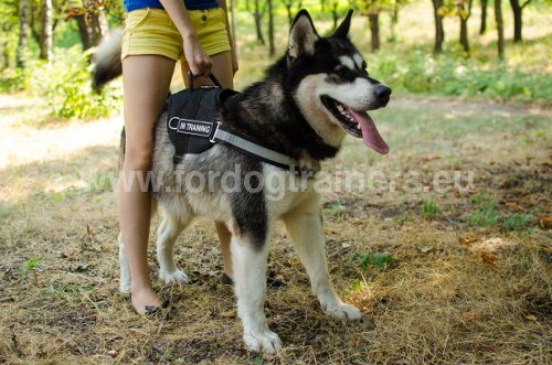 Harnais en polyester pour Malamute de l'Alaska