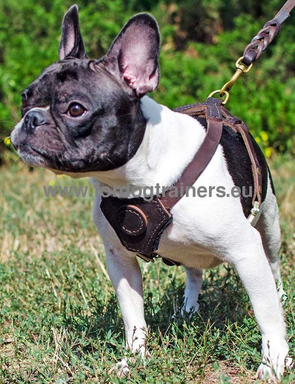 Harnais en cuir pour petites races Harnais pour chiot [H21057 Pettorina per passeggiate con