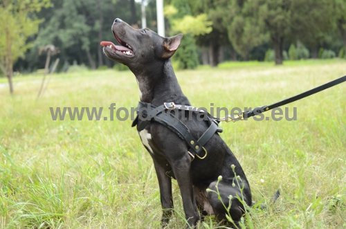 Leather harness for Pitbull extra durable