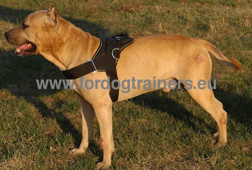 Custom Dog Harness for Staffy