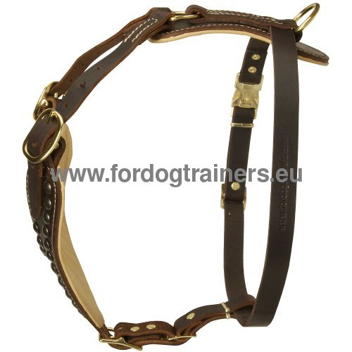 Adjustable leather harness for
Amstaff