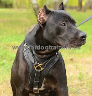 Leather dog harness for training Pitbull