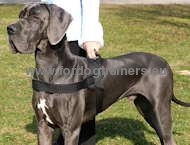 Nylon harness for Great Dane easy to
care