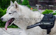 Harness with Reflective Strap for Husky and Akita ➤