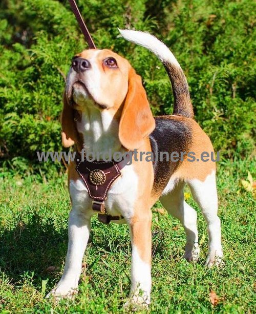 Leather Harness for Beagle