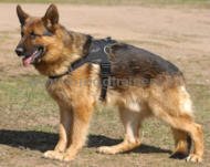 Functional and comfortable nylon dog harness
