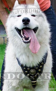 Excellent Studded Harness Royal for Husky and Akita ❤