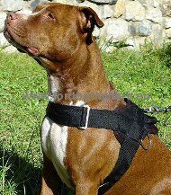 Strong dog harness in nylon for Pitbull