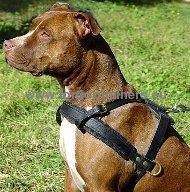 Leather harness for tracking, Pitbull