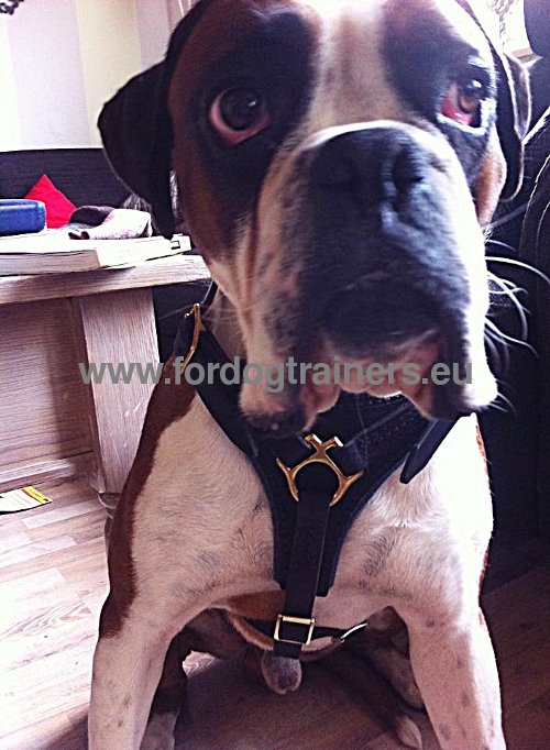 Leather Harness for Boxer