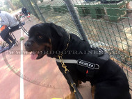 Nylon Training Harness with Patches for Rottweiler ⚅