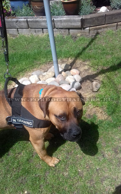Mastiff Training Harness with Patches