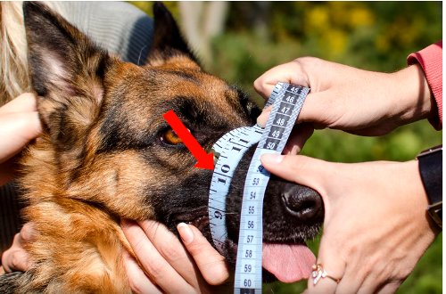 Measure dog for the
Muzzle