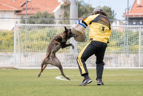 Hundeausbildung Ausruestung