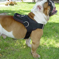 Bulldog Anglais harnais de chien en nylon