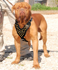 Dogue De Bordeaux Harnais de cuir clout pour chien