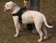 Harnais en polyester pour chien de type
Bouledogue amricain