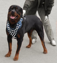 Spiked leather dog harnesses H9 for Rottweiler