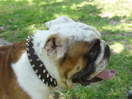 Leather 2 rows spiked dog collar for English Bulldog