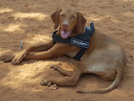 Dressage chien Braque hongrois harnais d'identit