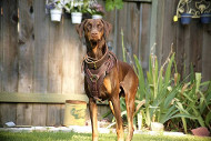 Leather harness durable for strong
Doberman
