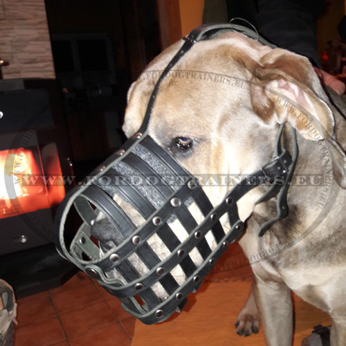 Leather Basket Muzzle for Great Dane