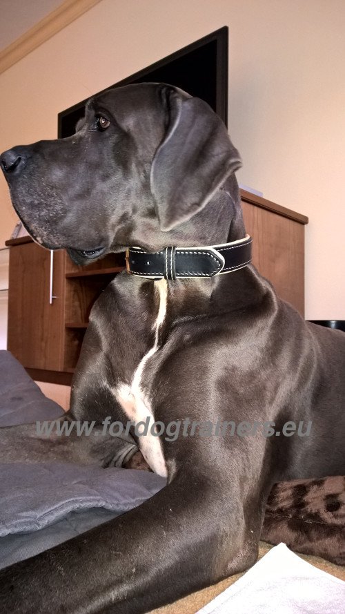 Collar Made of Padded Leather for Great Dane