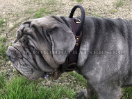 Wide Leather Dog Collar with Handle for Mastino