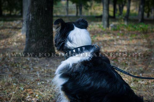 Collie Leather Collar Classy