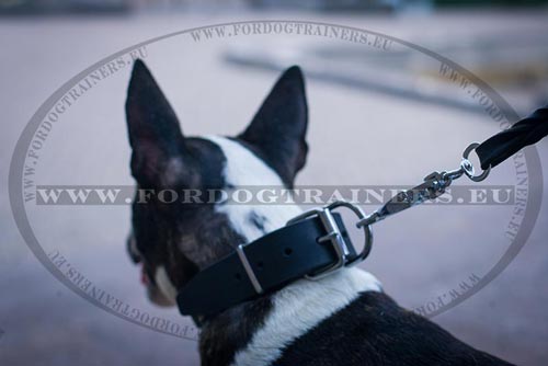 Bull Terrier Collar with Thin Plates