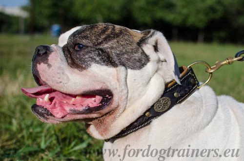 Thick Leather Dog Collar for Bulldog