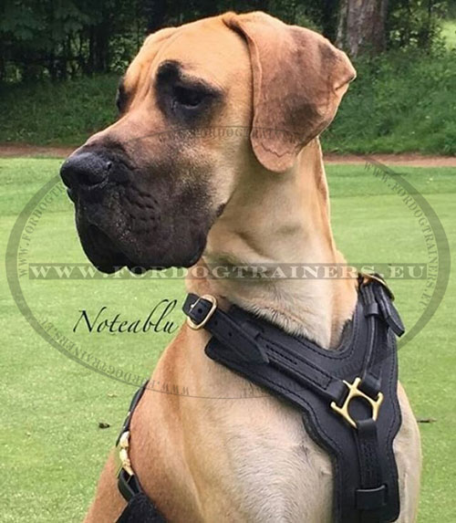 Multifunctional Leather Harness for German Mastiff