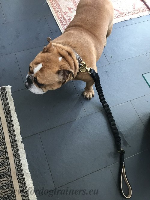 Braided Dog Leash for Bulldog