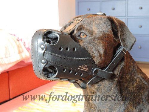 Closed Muzzle for Attack Dog