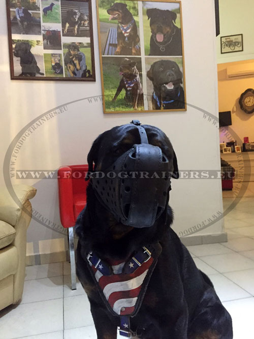 Handmade Leather Dog Harness for Rottweiler