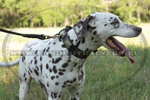 Fancy Dalmatian Collar with Plates