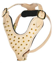 Walking leather dog harnesses with gold spikes