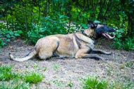 Cool Wide Collar for Belgian Malinois