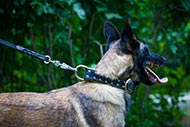 Belgian Malinois Spiked Collar with Nappa