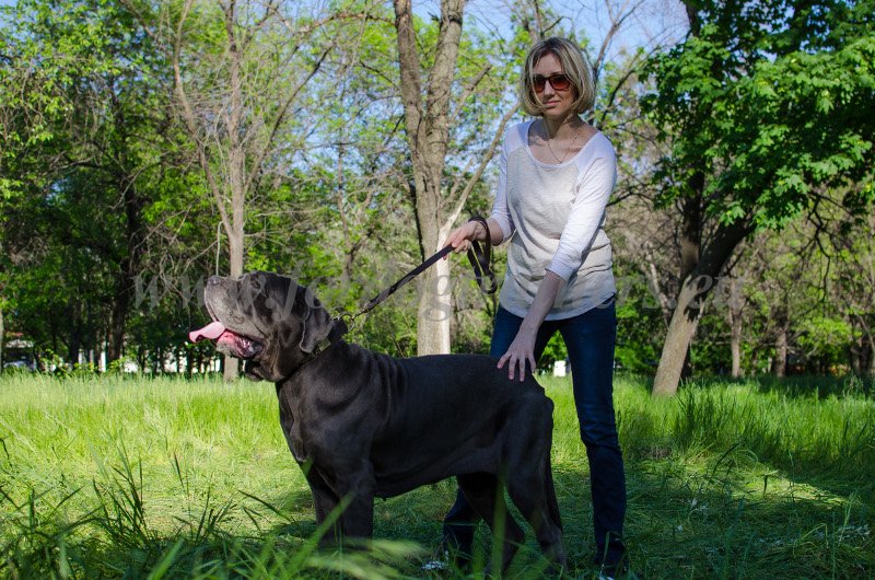 Extra Large Dog Italian Mastiff with Owner