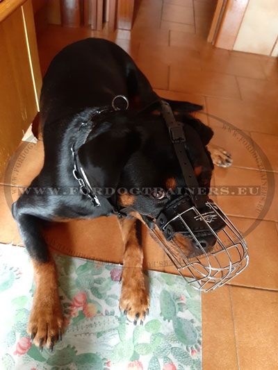 Muzzle for Rottweiler Wire Basket Padded