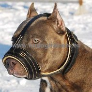 Leather head collar for pitbull