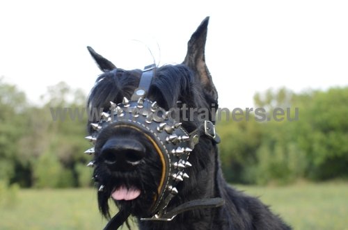 Designer Dog Muzzle with Decoration for Big Dogs