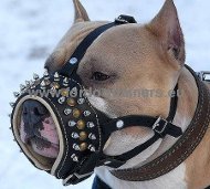 Leather muzzle for Pitbull with spikes and studs