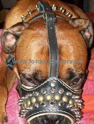 Leather Muzzle for Amstaff with Bright Decoration