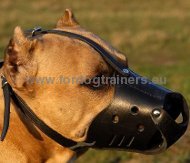 Leather Muzzle Closed for Amstaff