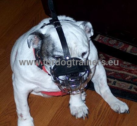 Functional Leather Muzzle Best Steel Wire for Pitbull