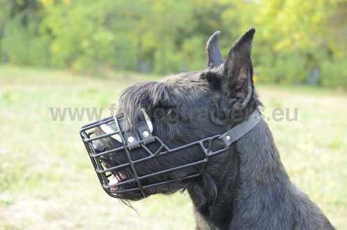 Muselière grillagée pour Schnauzer géant