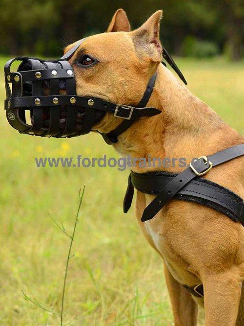 Leather muzzle in leather specially adapted for Pitbulls